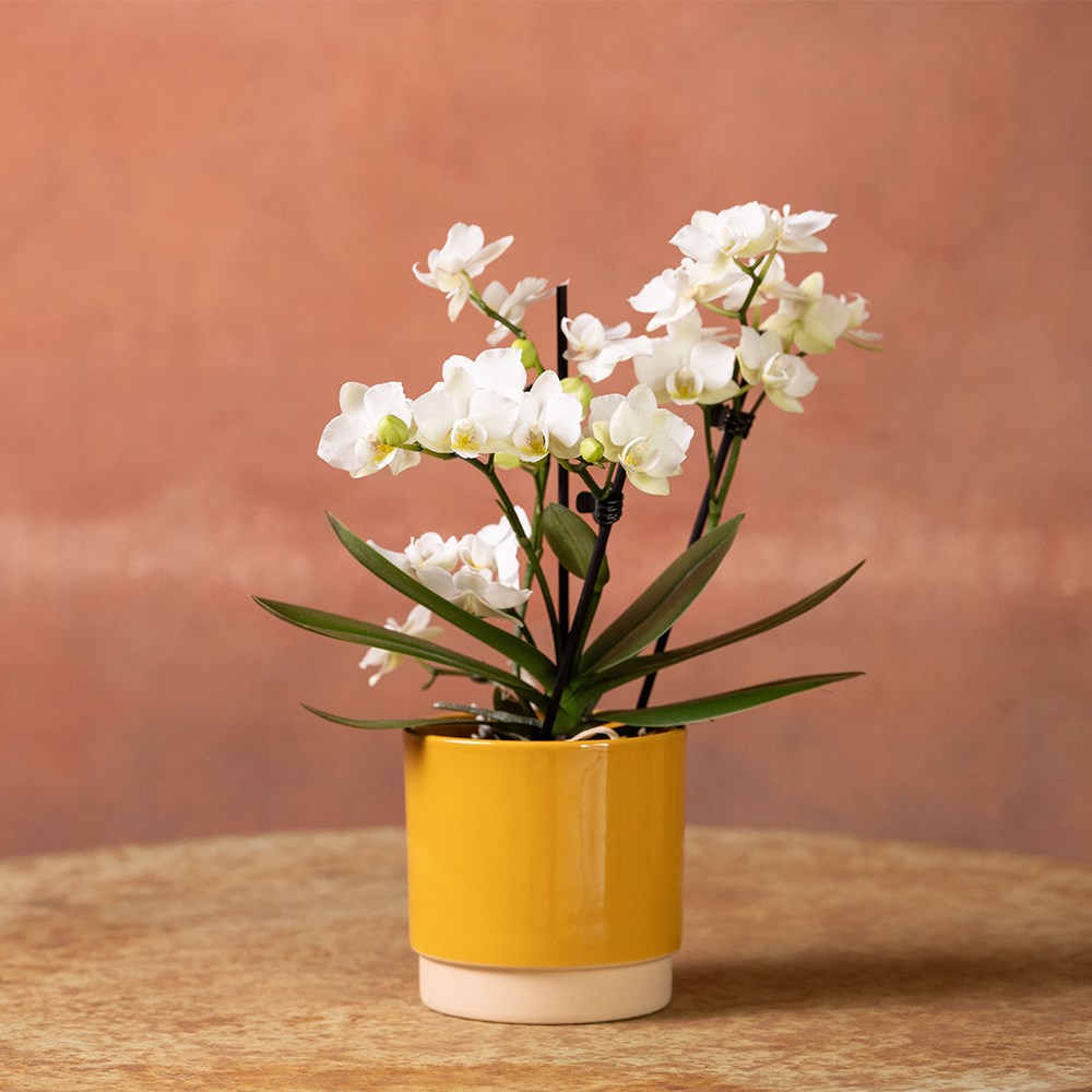 Round glazed plant pot - mustard