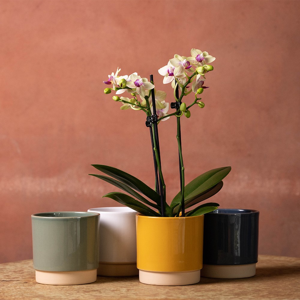 Round glazed plant pot - mustard