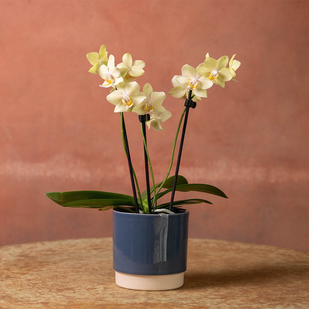 Round glazed plant pot - blue