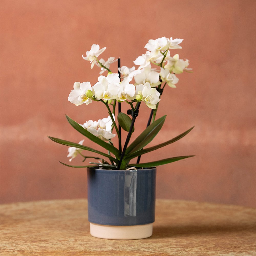 Round glazed plant pot - blue