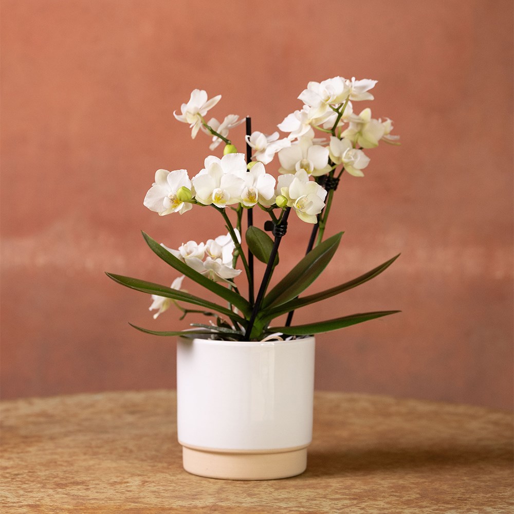 Round glazed plant pot - white