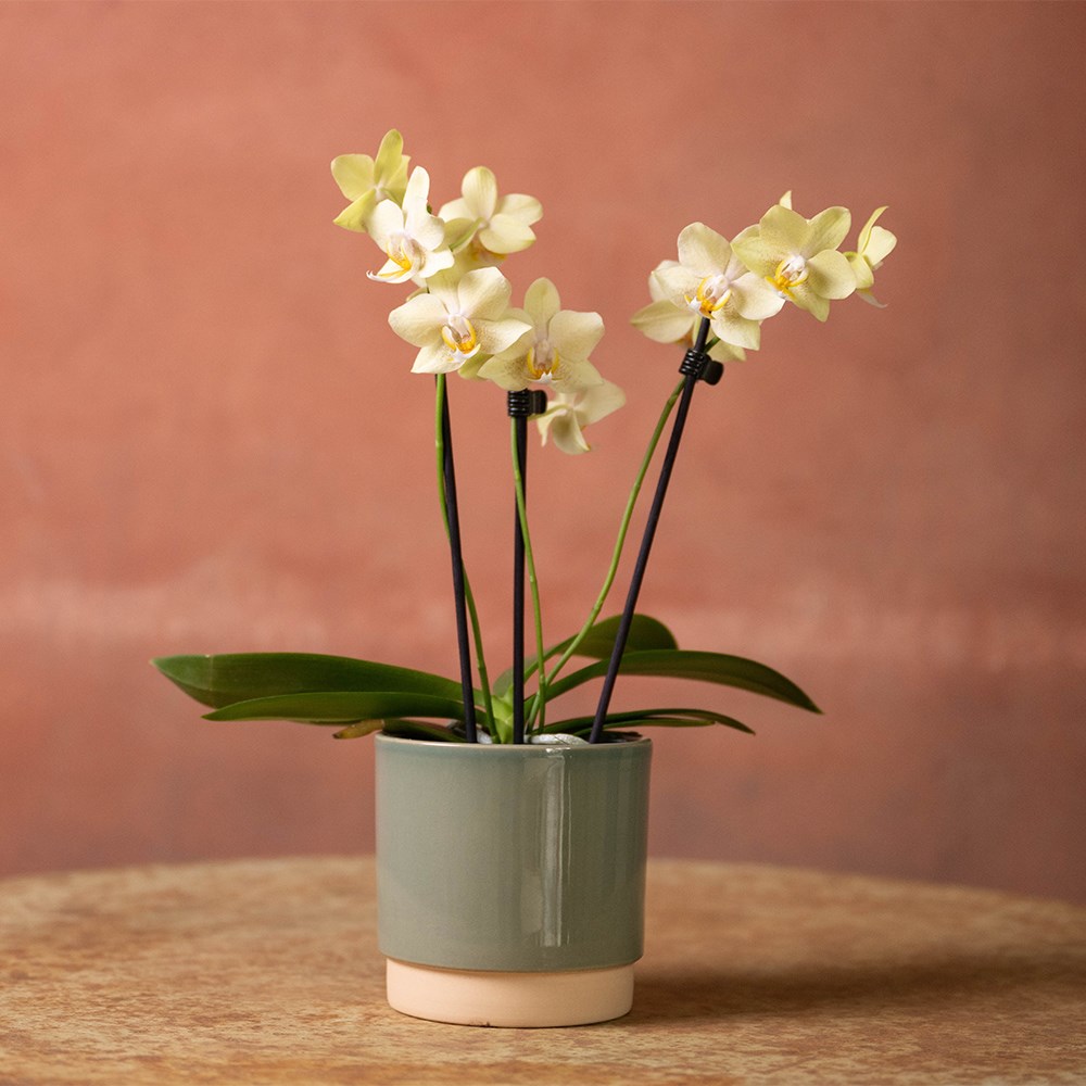 Round glazed plant pot - green