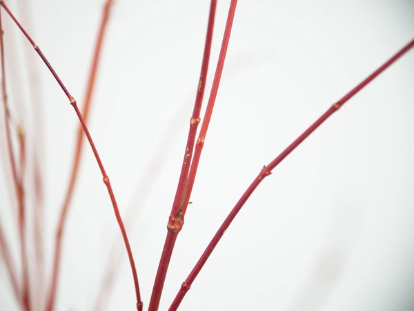 <i>Acer palmatum</i> 'Sango-kaku'