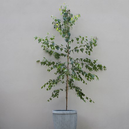 Betula pendula