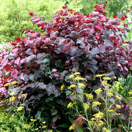 Cercis canadensis Forest Pansy
