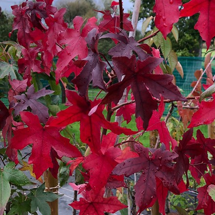 Liquidambar styraciflua Worplesdon