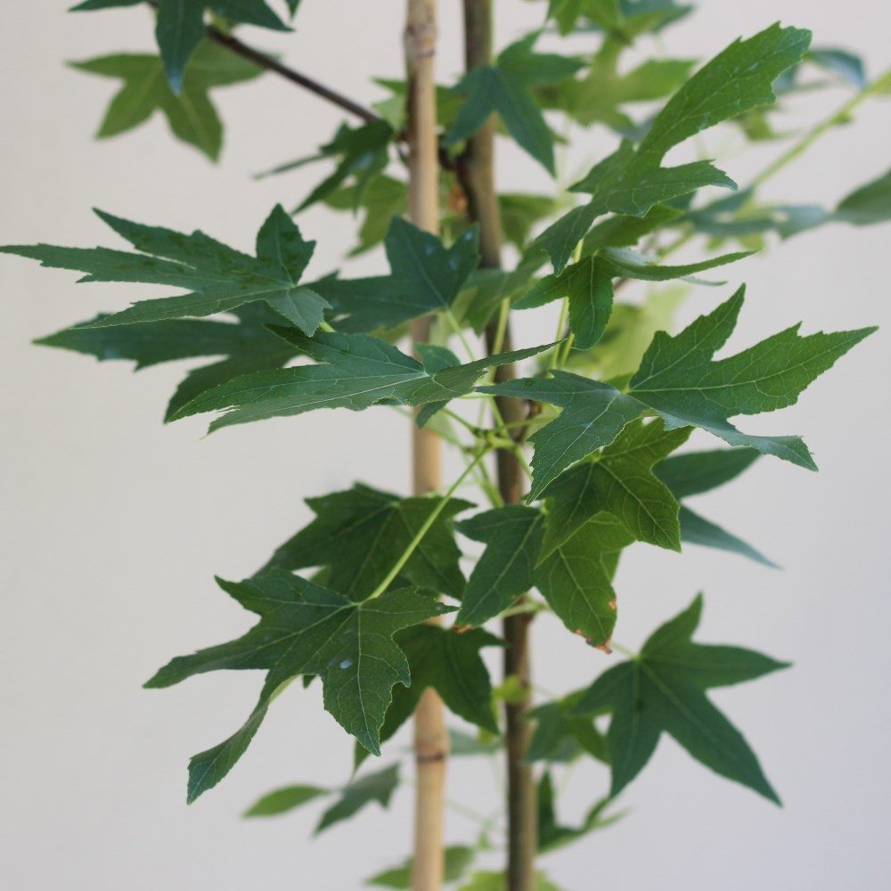 <i>Liquidambar styraciflua</i> 'Worplesdon'