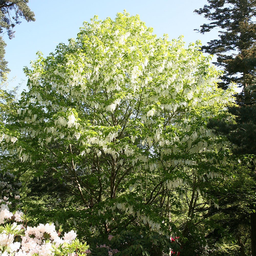 <i>Davidia involucrata</i> 