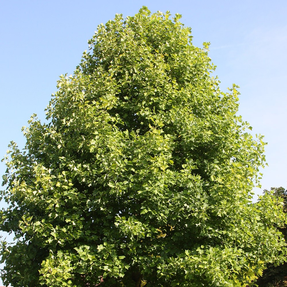 <i>Liriodendron tulipifera</i> 