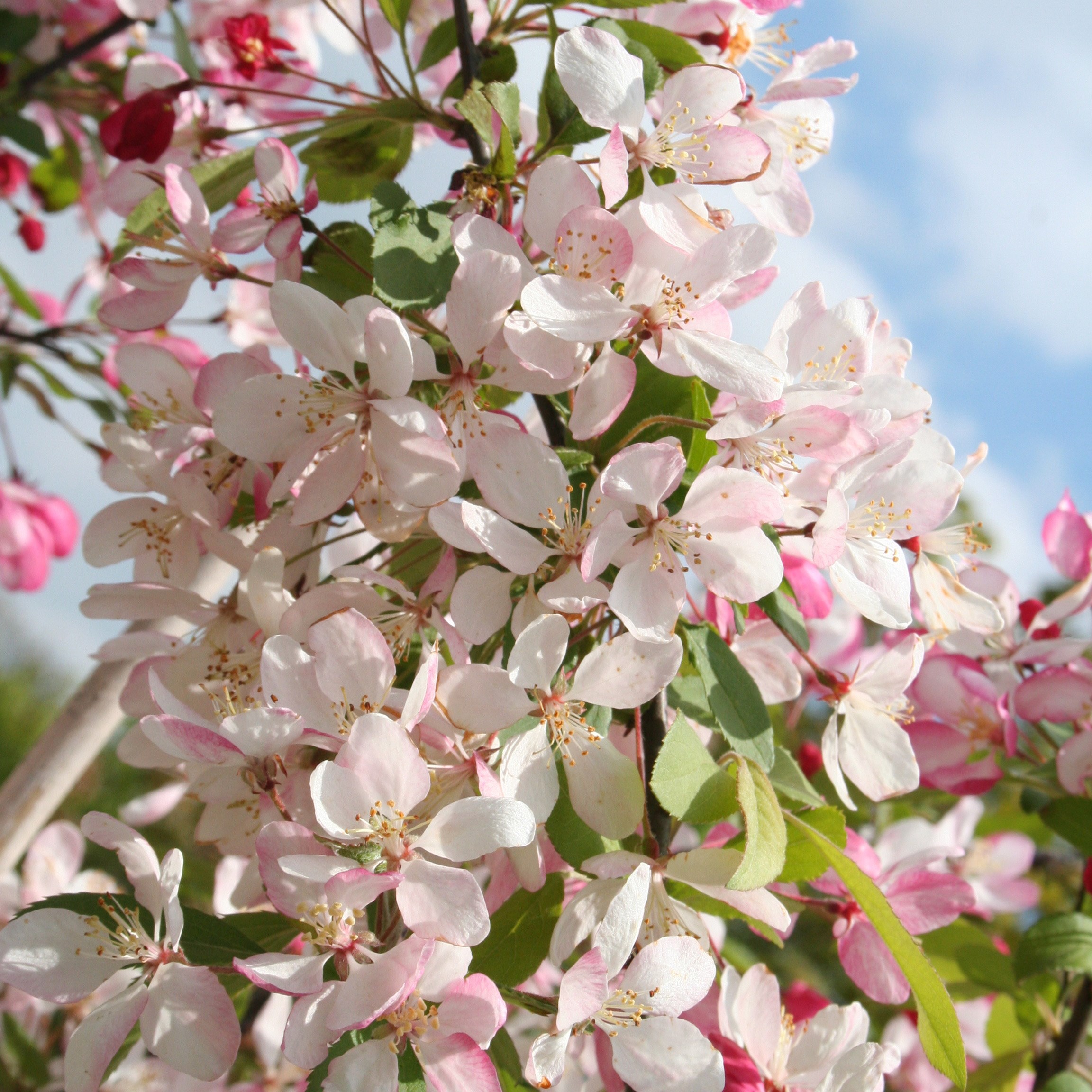 <i>Malus</i> × <i>floribunda</i>