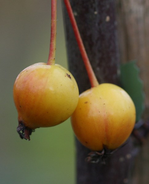 <i>Malus</i> × <i>floribunda</i>
