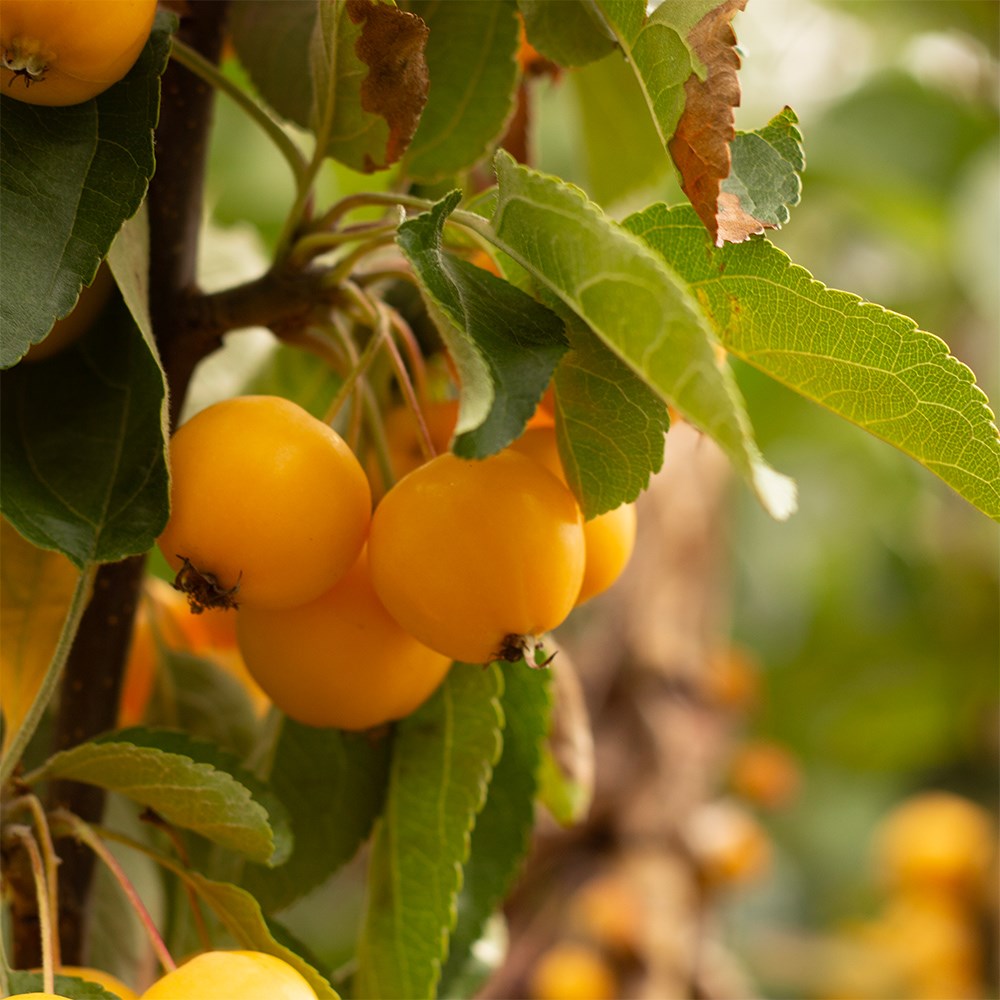 <i>Malus</i> × <i>zumi</i> 'Golden Hornet'