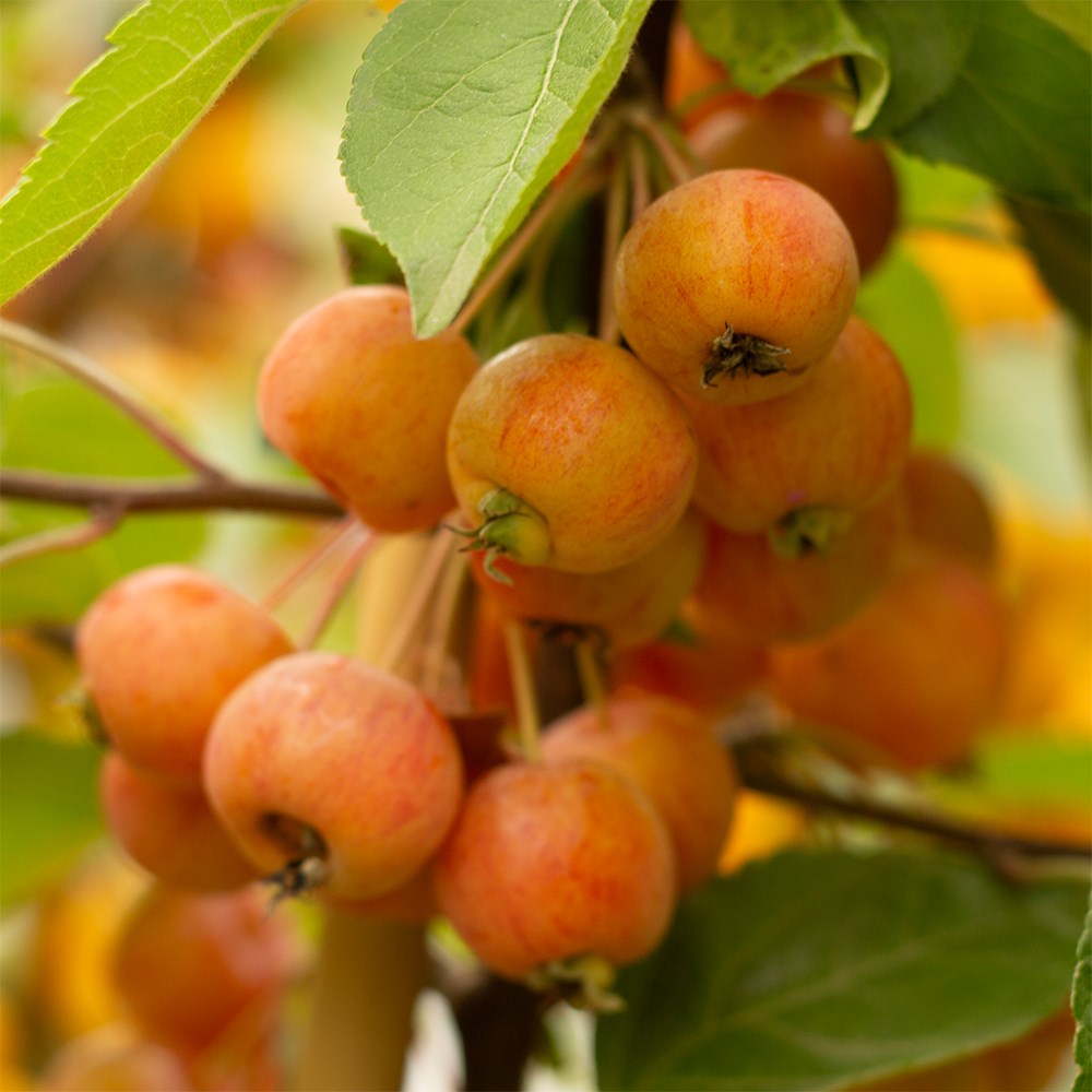 <i>Malus</i> 'John Downie'
