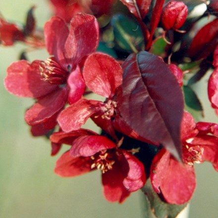 Malus Royalty