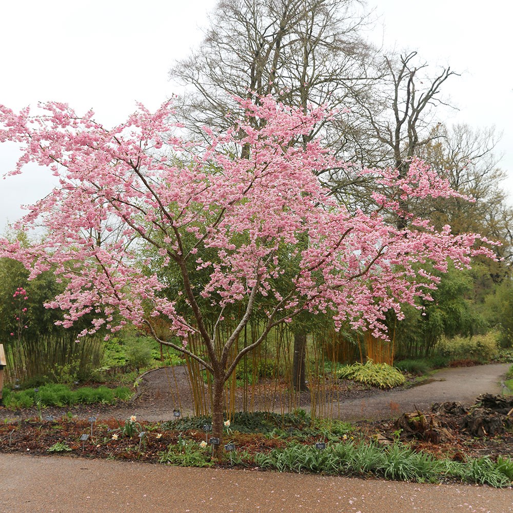 <i>Prunus</i> 'Accolade'
