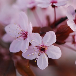 Prunus cerasifera 'Nigra'