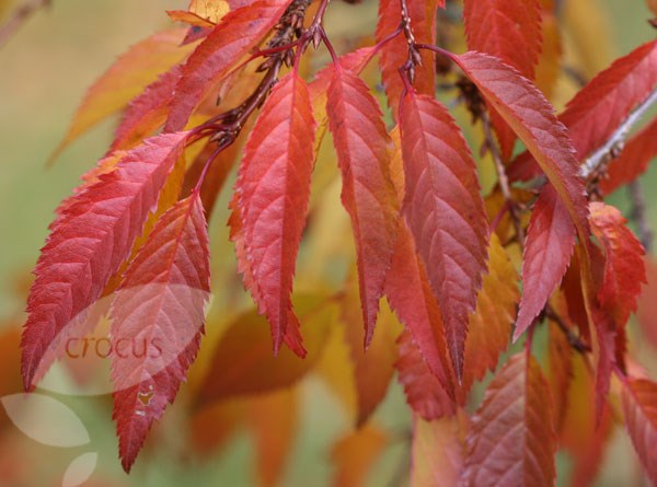 <i>Prunus</i> × <i>incam</i> 'Okamé'