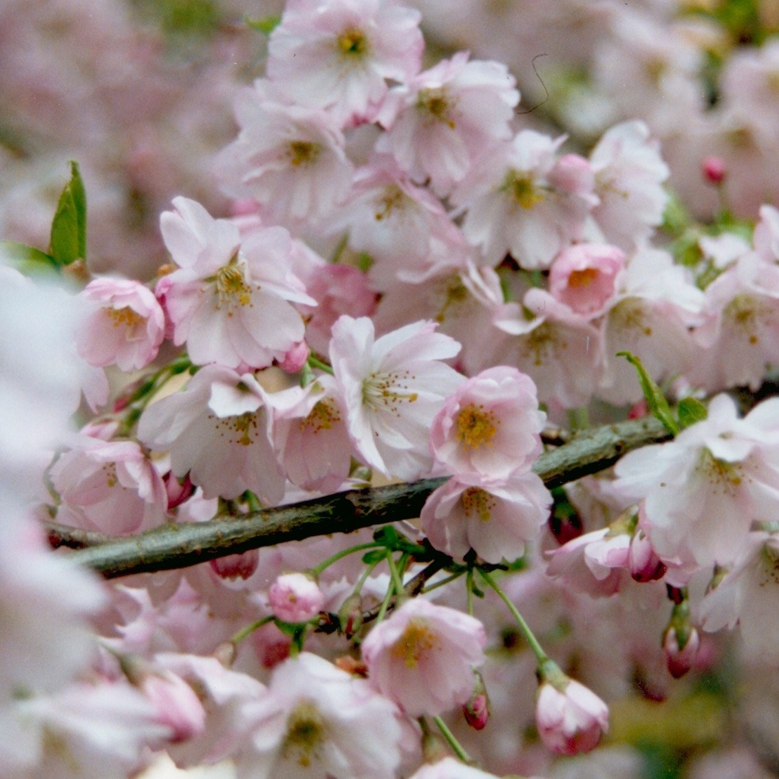 <i>Prunus</i> 'Pandora'