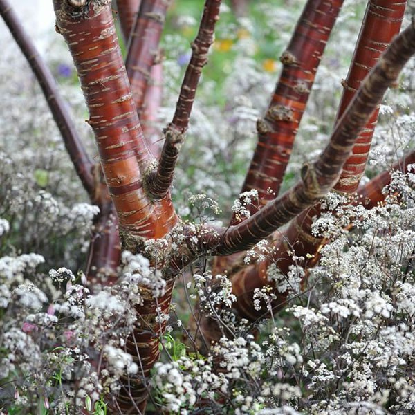 <i>Prunus serrula</i> 
