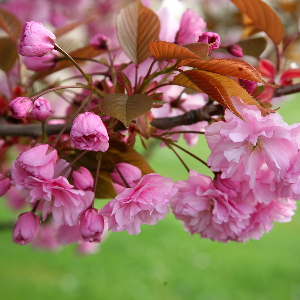 <i>Prunus</i> 'Kanzan'