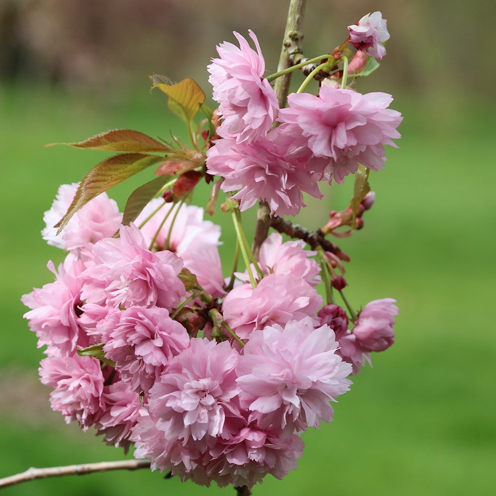 <i>Prunus</i> 'Kiku-shidare-zakura'
