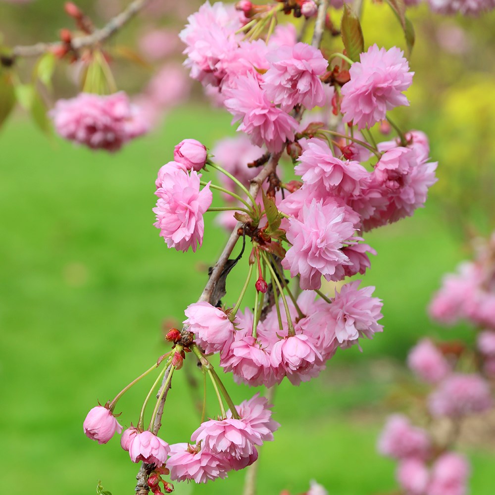 <i>Prunus</i> 'Kiku-shidare-zakura'