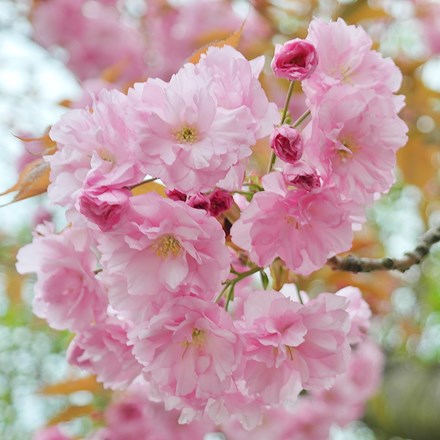 Prunus Pink Perfection