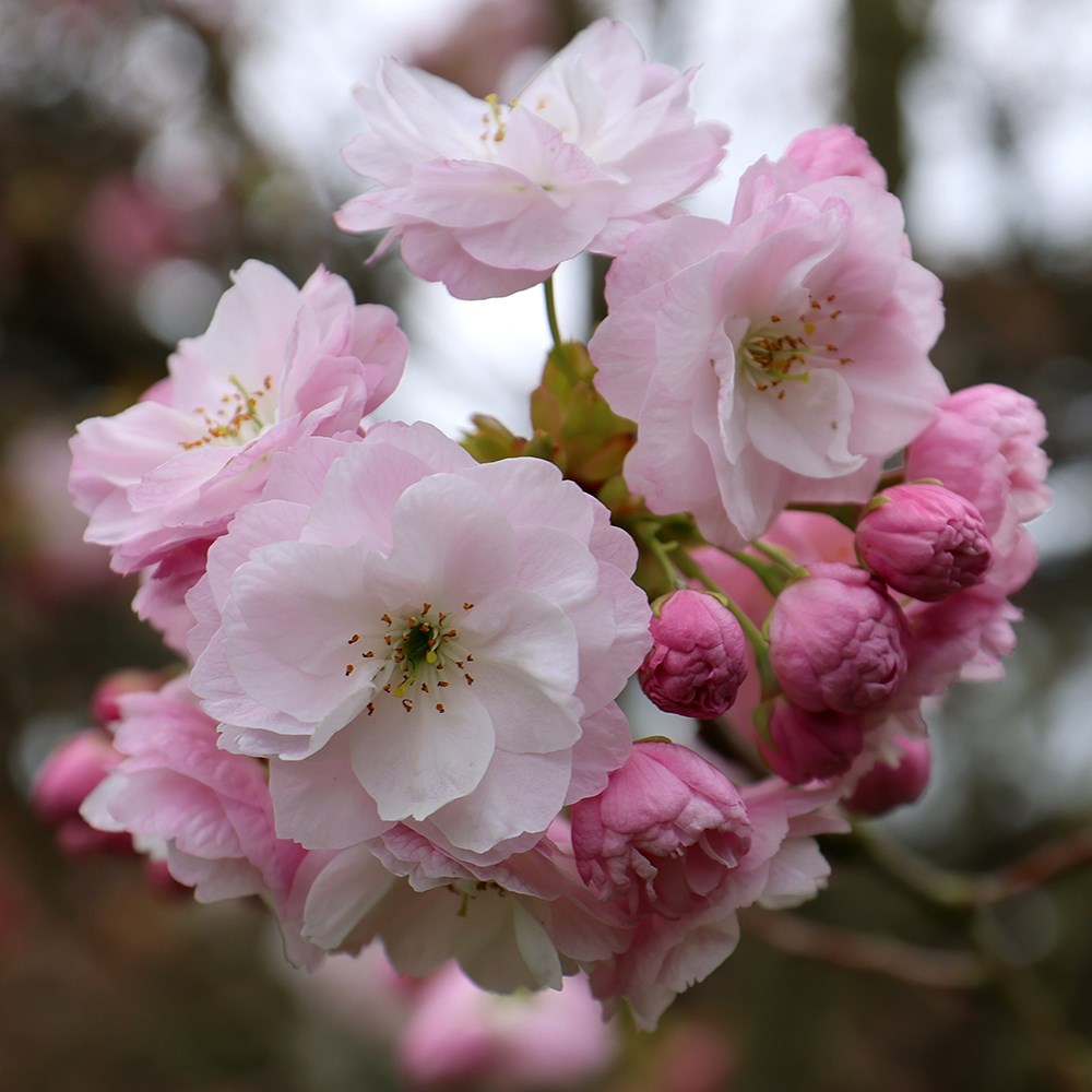<i>Prunus</i> 'Fugenzō'