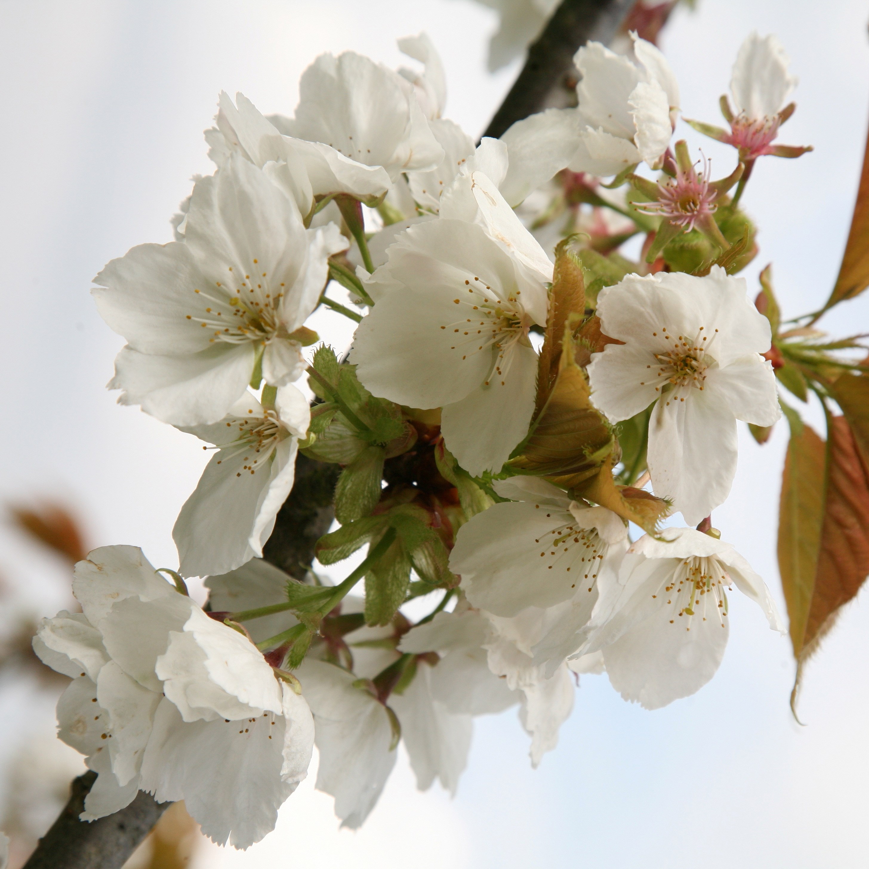 <i>Prunus</i> 'Tai-haku'