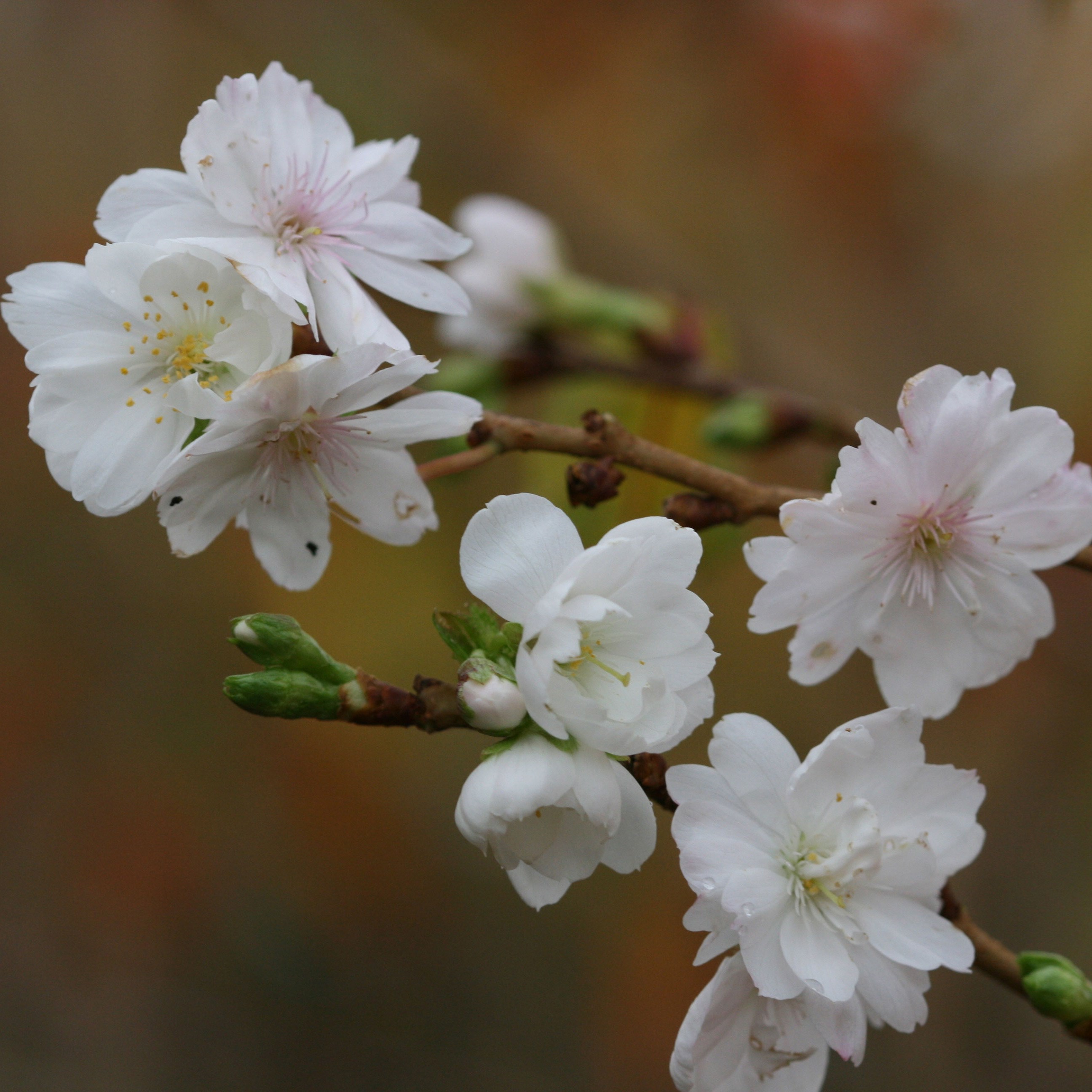 <i>Prunus</i> × <i>subhirtella</i> 'Autumnalis'