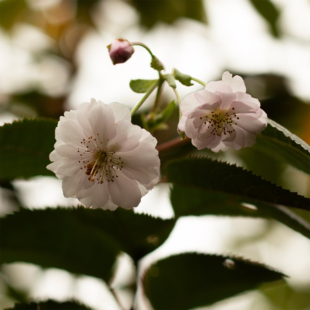 <i>Prunus</i> × <i>subhirtella</i> 'Autumnalis Rosea'
