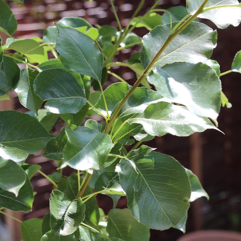 <i>Pyrus calleryana</i> 'Chanticleer'