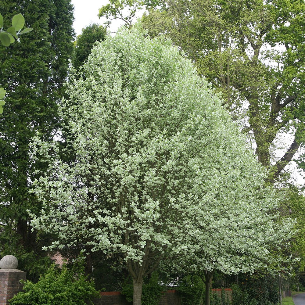 <i>Sorbus aria</i> 'Lutescens'