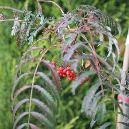 Sorbus Chinese Lace