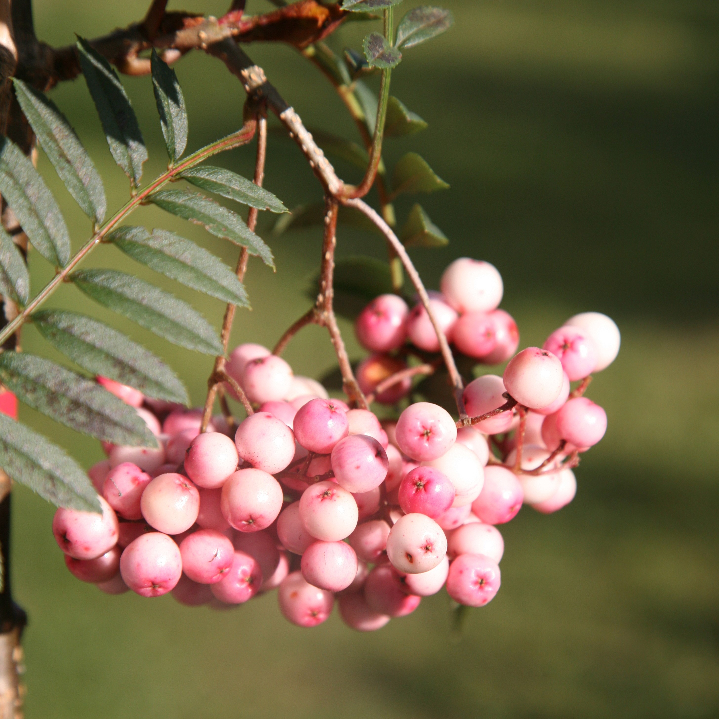 <i>Sorbus vilmorinii</i> 