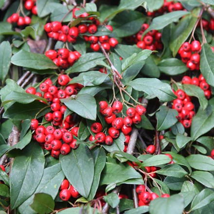 Cotoneaster Hybridus Pendulus