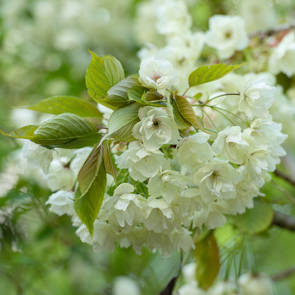 <i>Prunus</i> 'Ukon'