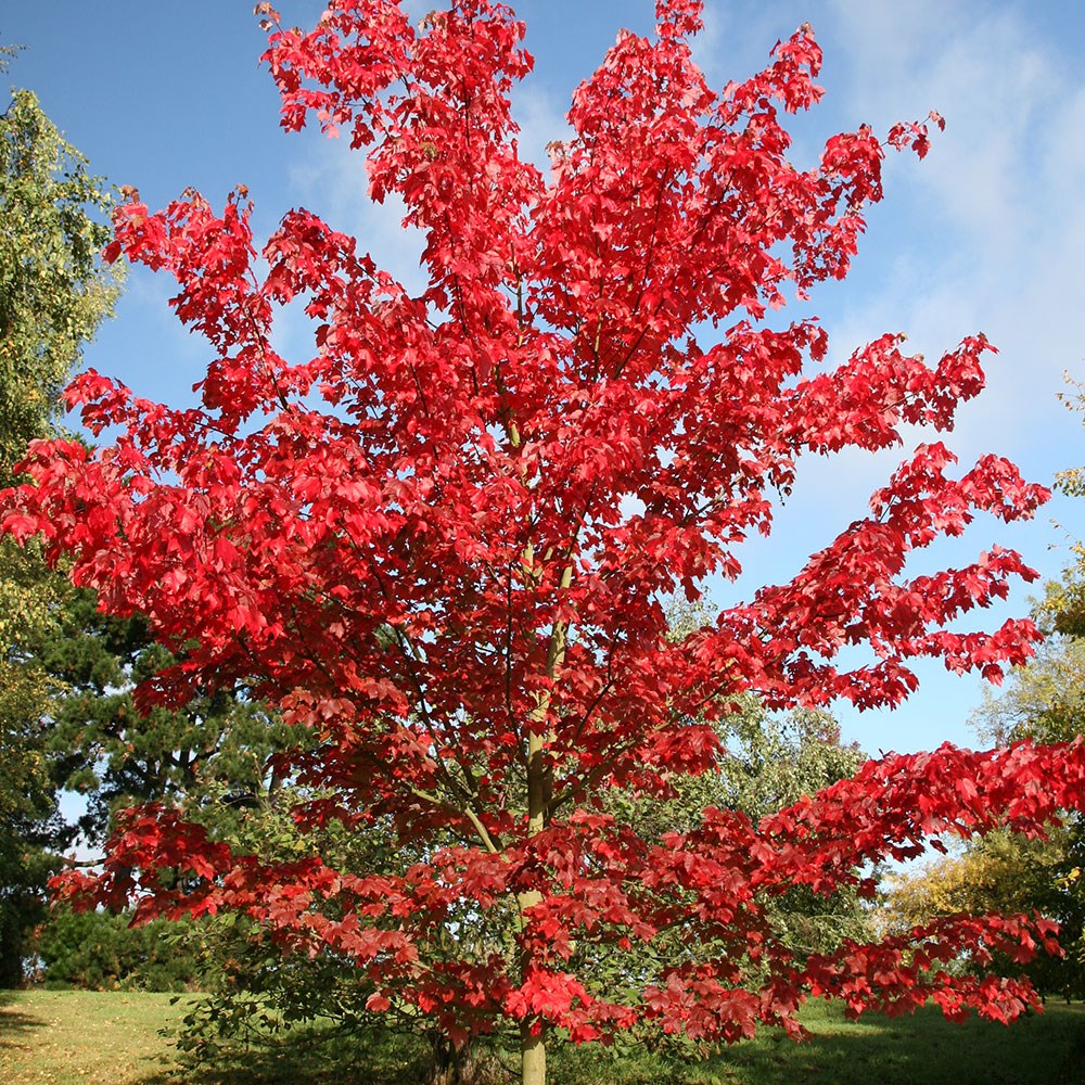 <i>Acer rubrum</i> 'October Glory'