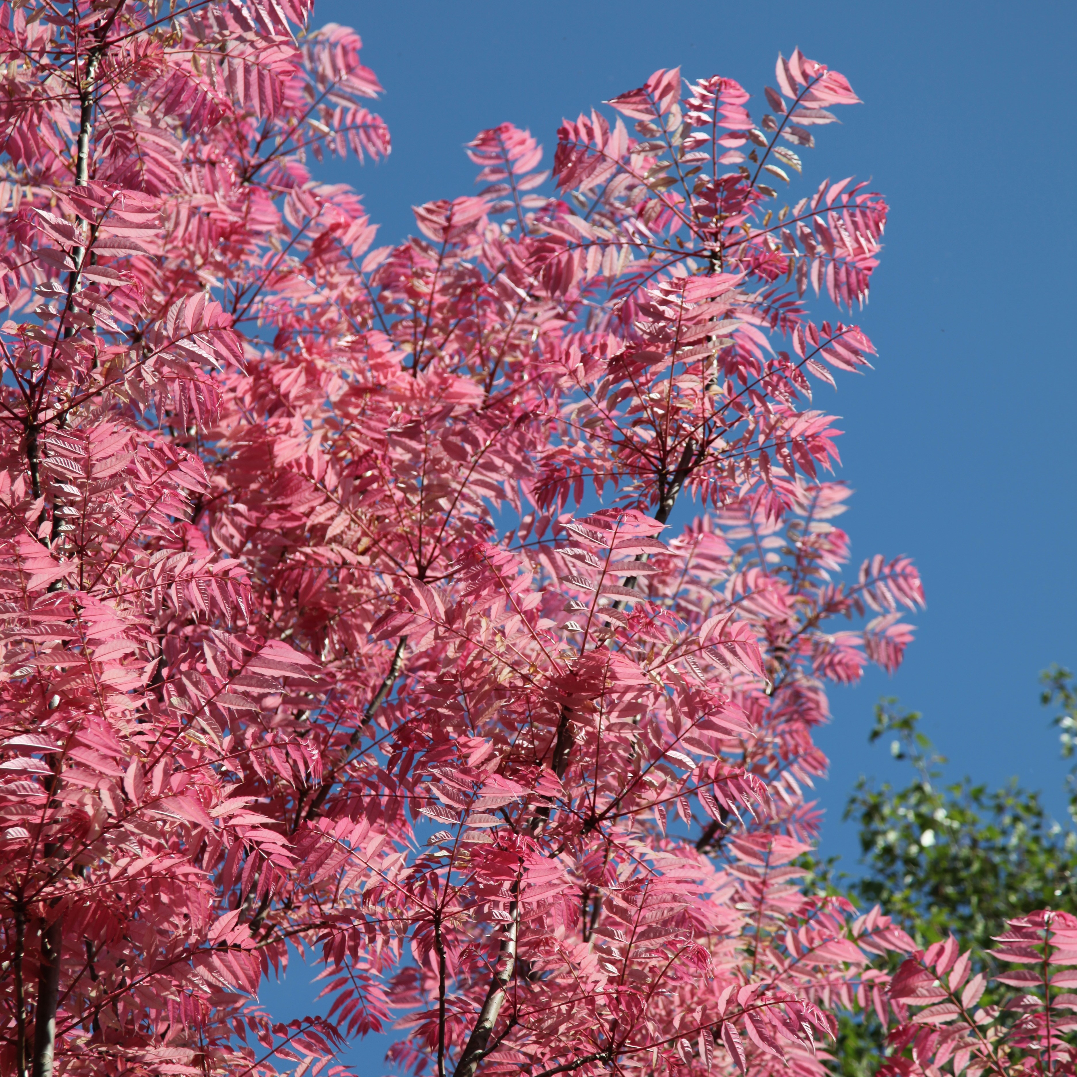 <i>Toona sinensis</i> 'Flamingo'