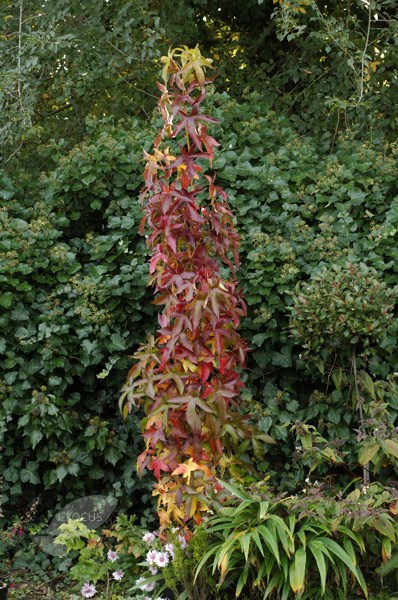 <i>Liquidambar styraciflua</i> 'Slender Silhouette'