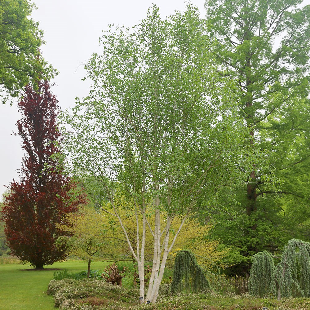 <I>Betula utilis</i> subsp. <i>jacquemontii</i> 'Doorenbos'