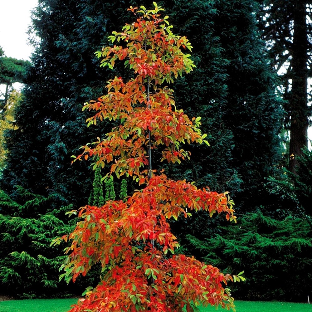 <i>Nyssa sylvatica</i> 