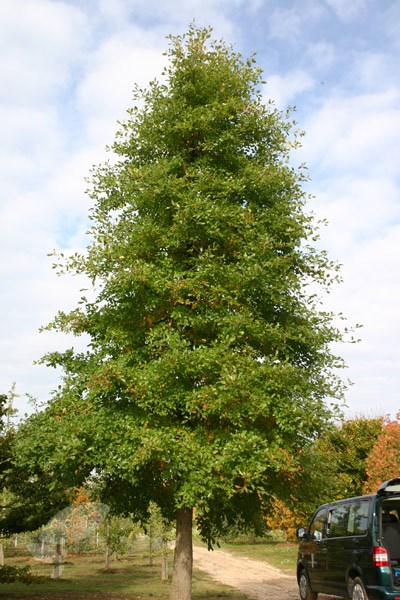 <i>Nyssa sylvatica</i> 