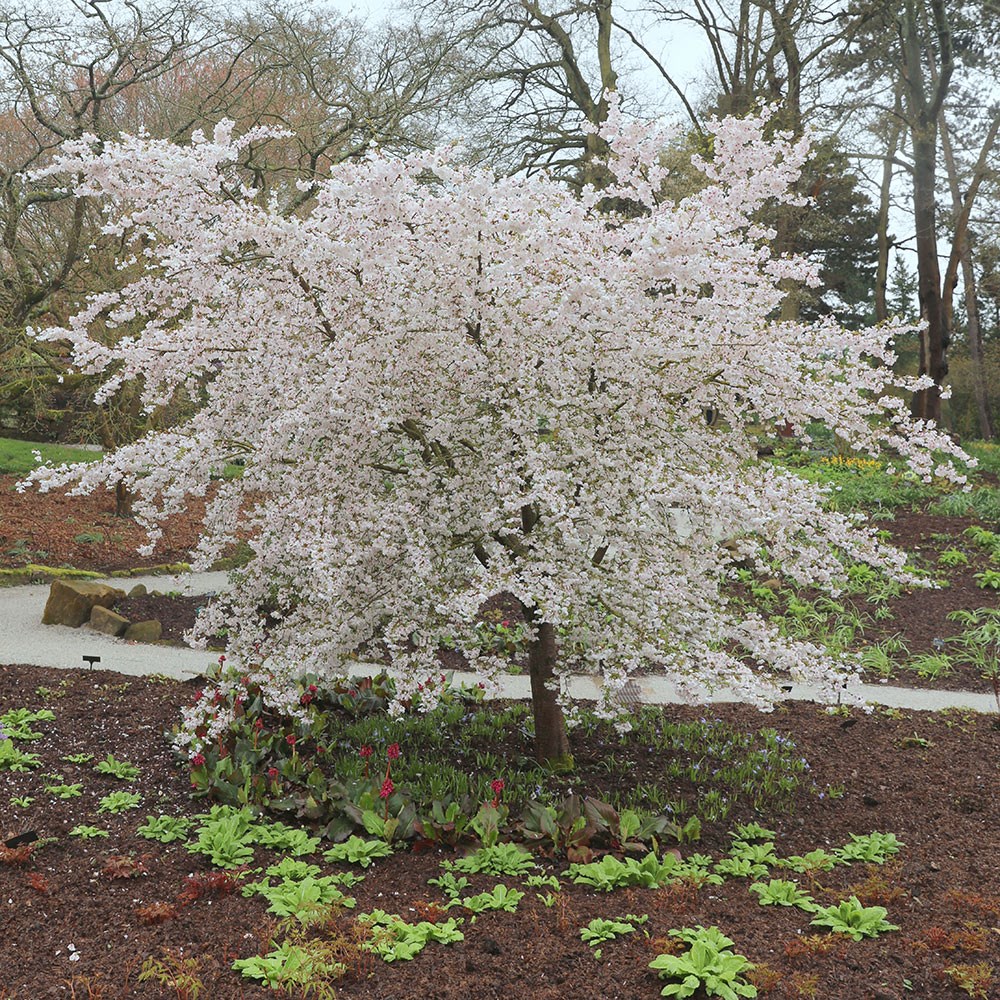 <i>Prunus</i> 'The Bride'