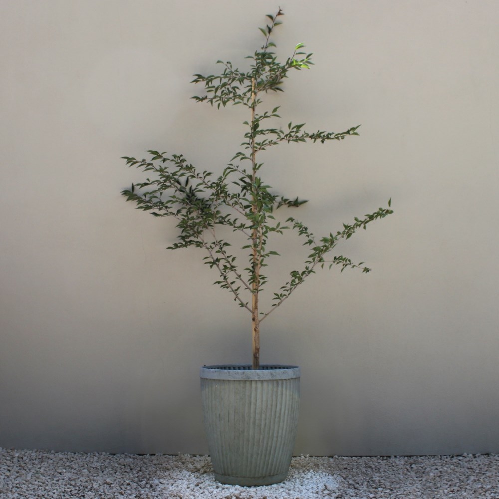 <i>Prunus</i> 'The Bride'
