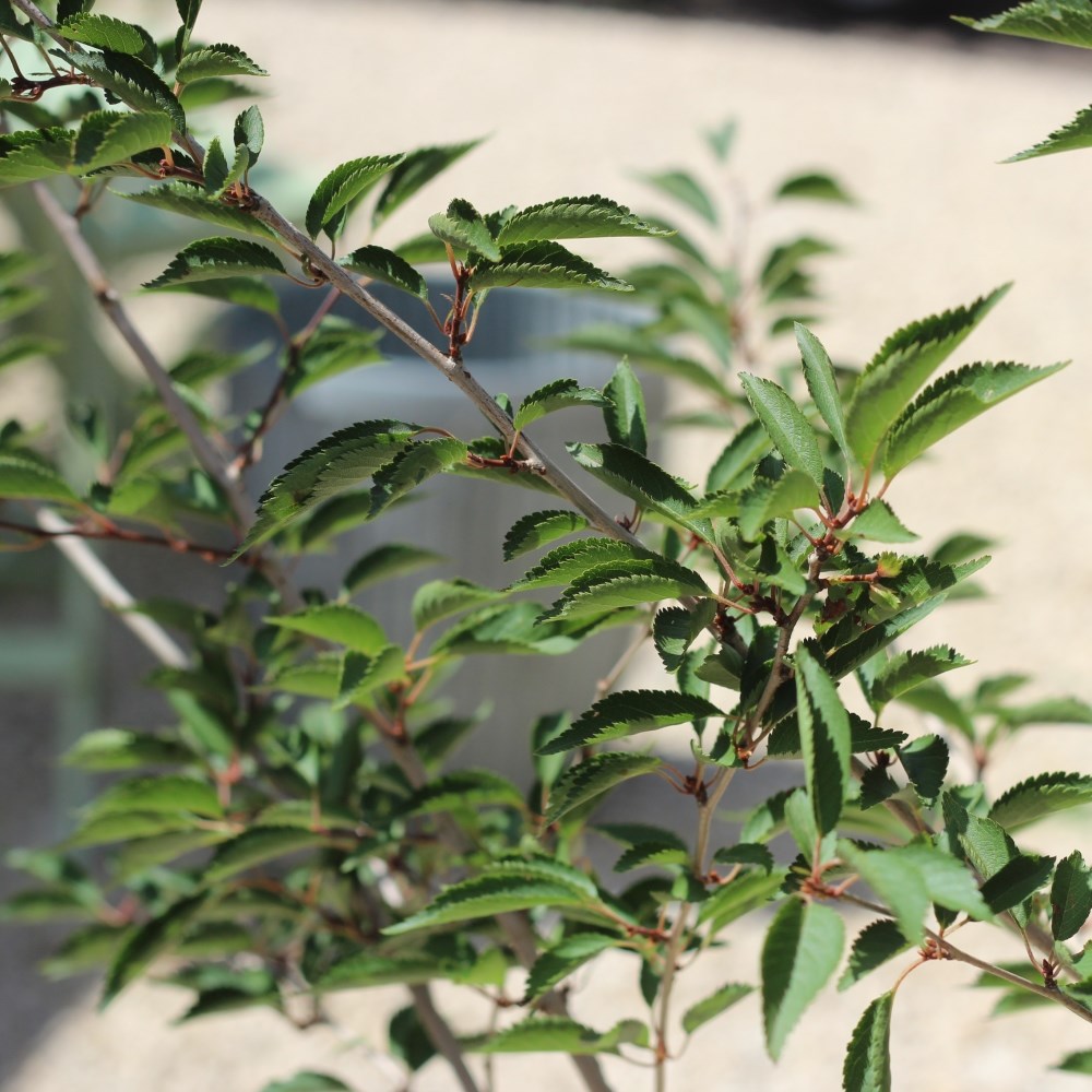 <i>Prunus</i> 'The Bride'