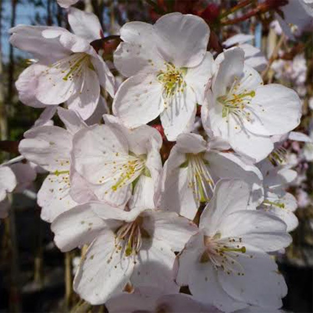 <i>Prunus</i> 'Spire'