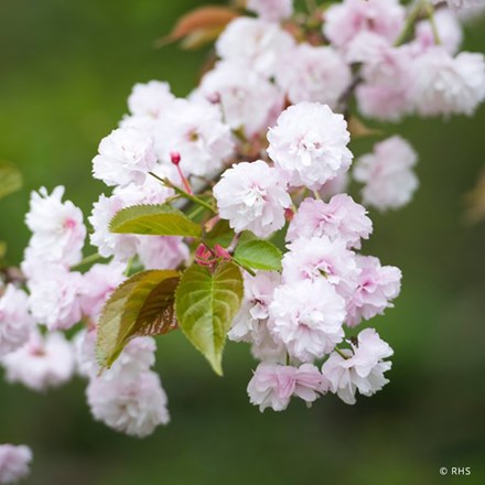 Prunus Beni-tamanishiki